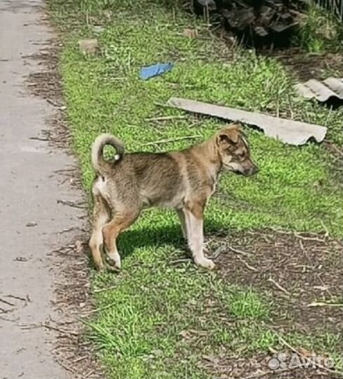 Щенок мальчик