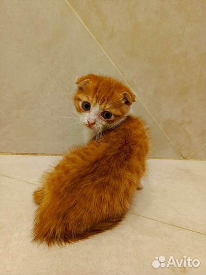 Котята в добрые руки мальчики вислоухий