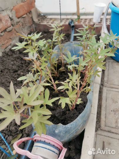 Батат рассада