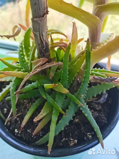 Суккуленты