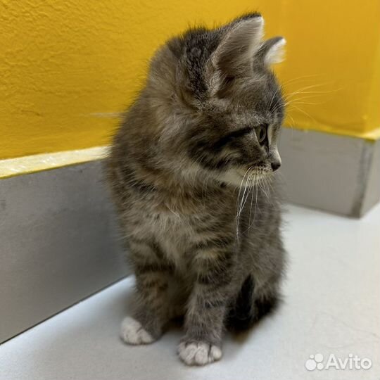 Котенок в доьрые руки бесплатно