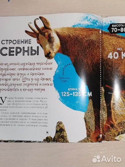 Книга-подарок Кавказская серна
