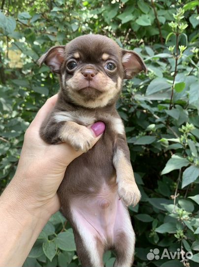 Шоколадный мальчик мини