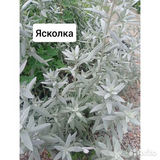 Многолетники