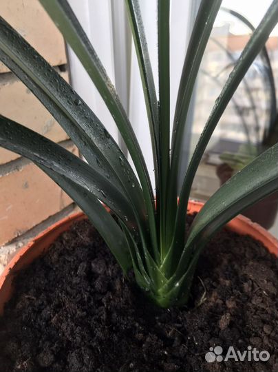 Пальма панданус