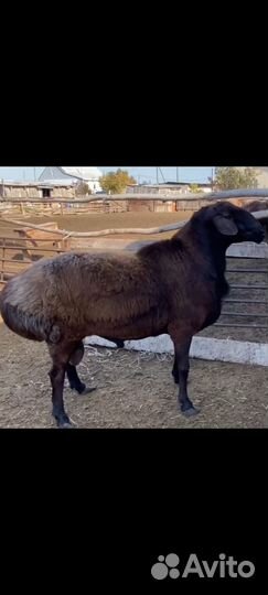 Овцематки с ягнятами