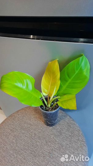 Домашние растения