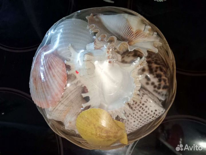 Морские ракушки раковины