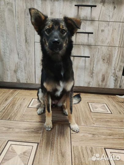 Миниатюрная собака в добрые руки