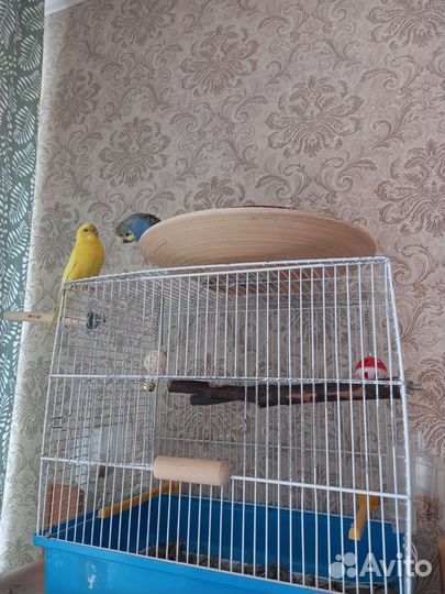 Волнистый попугай пара