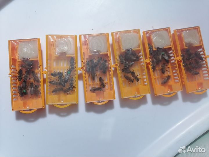 Пчеломатки Карпатка 2024