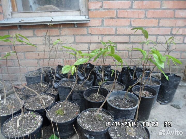 Саженцы банана небраски (азимина), витекс, гинкго