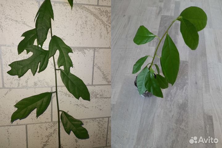 Комнатные растения