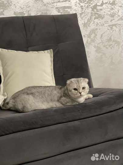 Шотланская вислоухая кошка