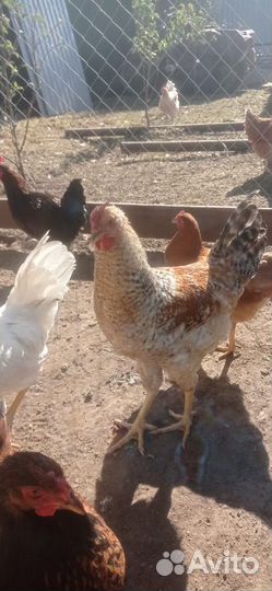 Молодые петушки