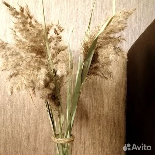 Сухоцвет для декора и вазы