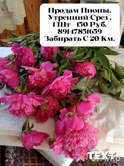 Пионы