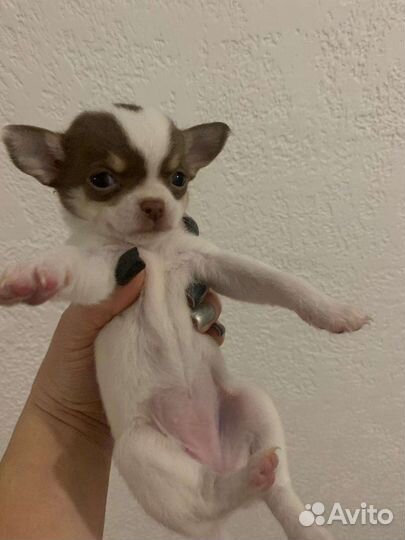 Щенки чихуахуа