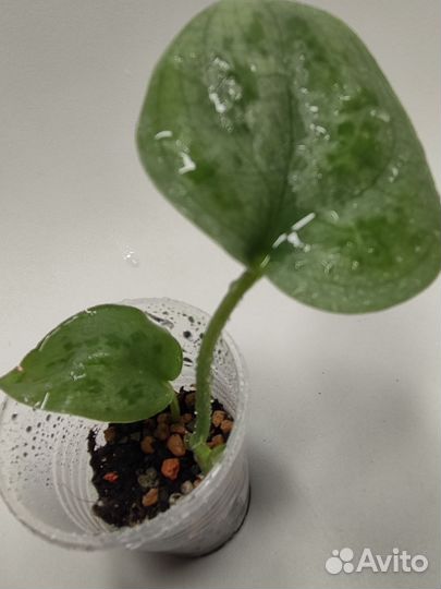 Сциндапсусы сортовые редкие