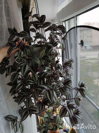 Традесканция зебрина