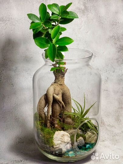 Флорариум. Фикус Гинсенг с озером