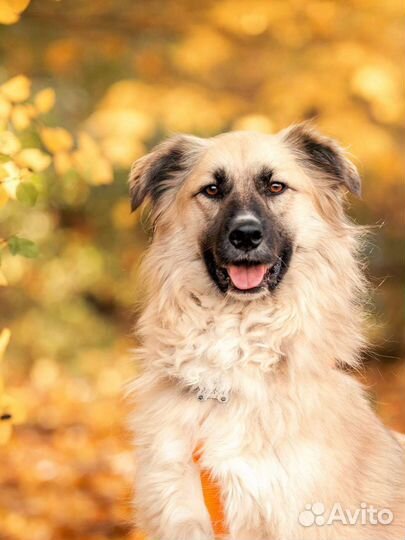 Обаятельная красотка из приюта ищет дом