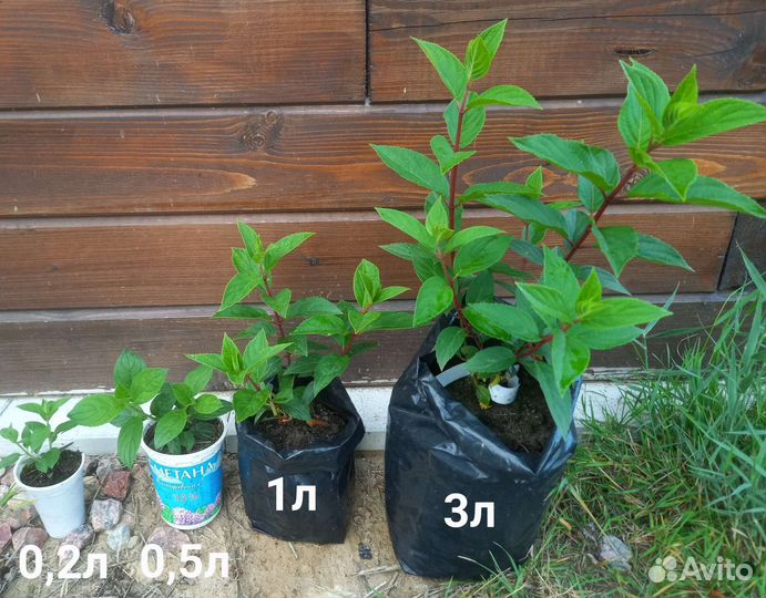 Гортензия метельчатая саженцы