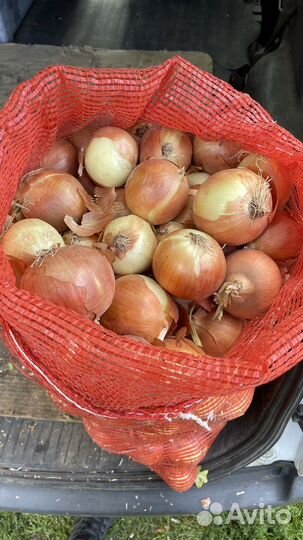 Лук репка зимний на хранение
