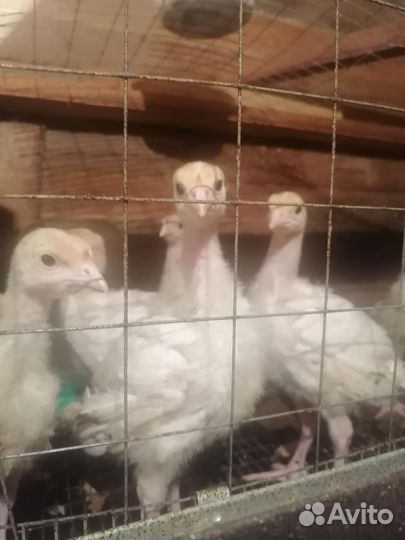 Индюшата бройлерные