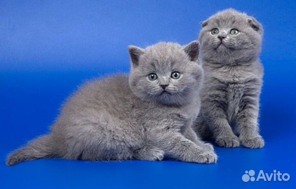 Шотландская кошка (27 фото) в 2020 г (с изображениями) Кошки, Серые кошки, Серый