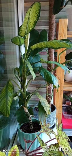 Диффенбахия и огромная диффенбахия