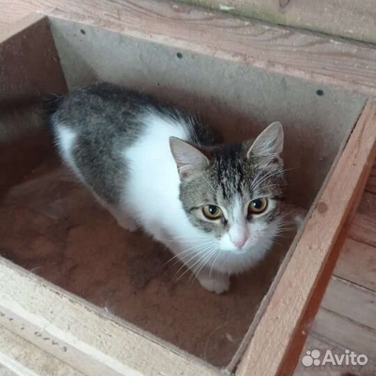 Кошка стерилизованная