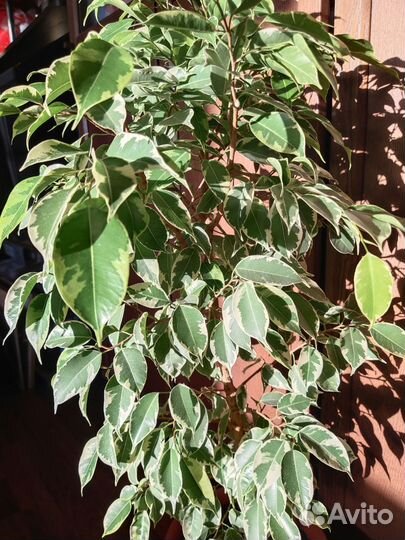 Фикус бенджамина
