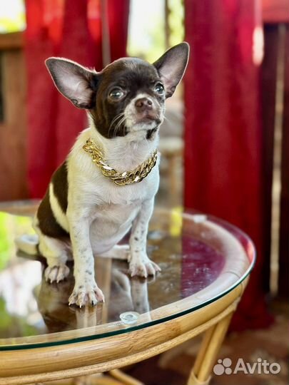 Чихуахуа девочка красотка