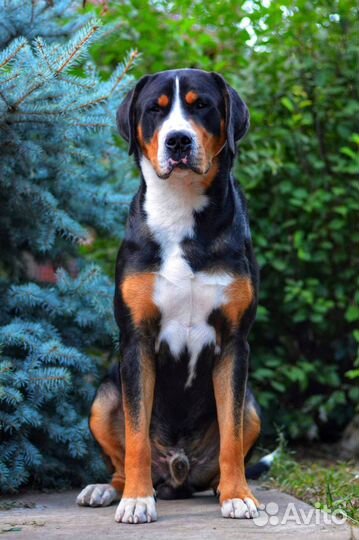 Большой швейцарский зенненхунд