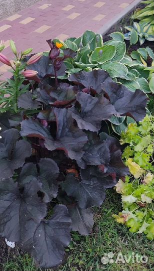 Бузульник Брит Мари Крауфорд