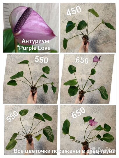 Большой выбор сортовых Антуриумов