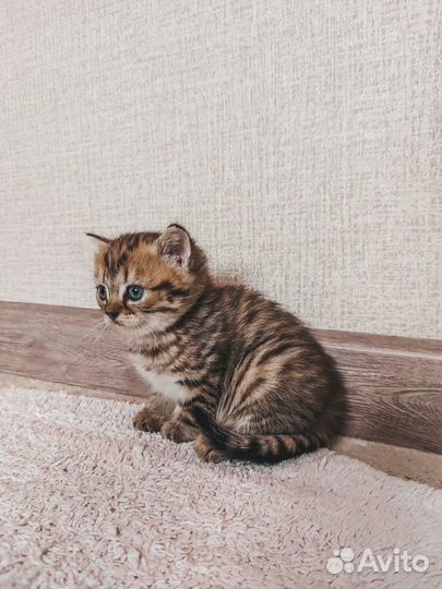 Продам британского котёнка