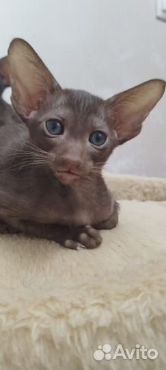 Ориентальные котята