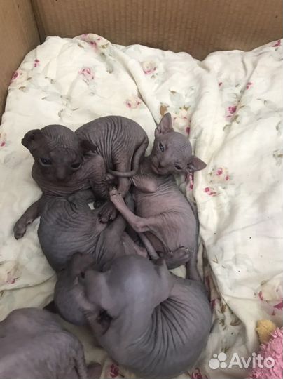 Канадский сфинкс