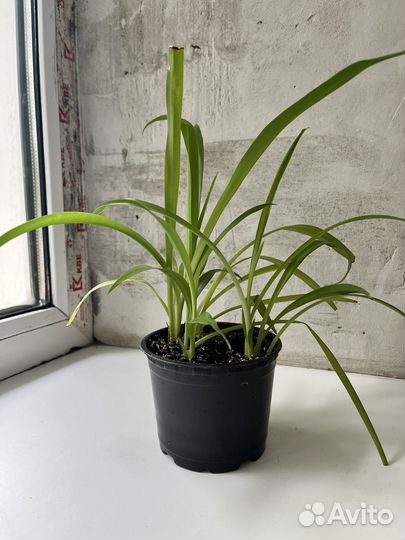Хлорофитум хохлатый капский