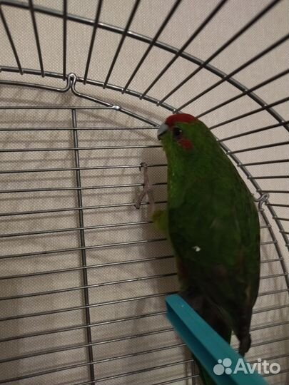 Продаю попугая с клеткой
