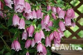 Многолетние цветы