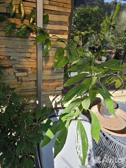 Коккулюлюс лавролистный вечнозеленый