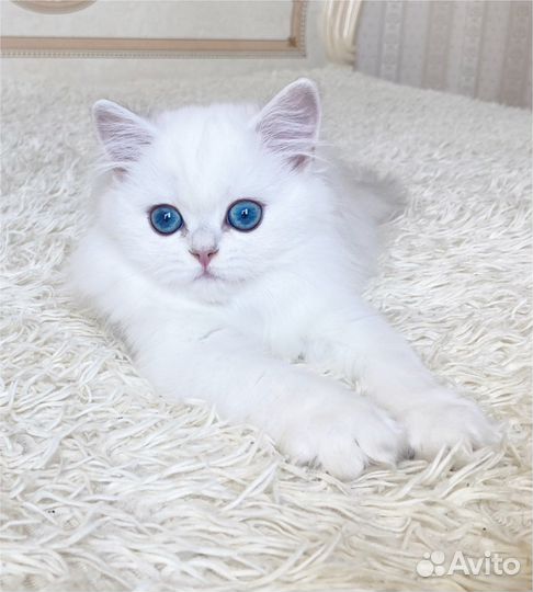 Серебристая шиншилла пойнт девочка окраса ns1133