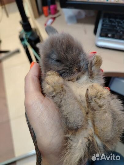 Декоративные кролики мини