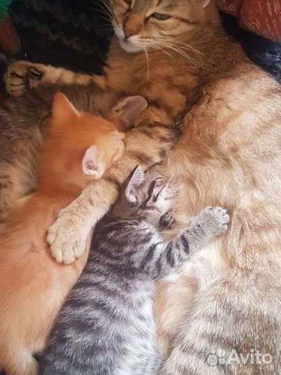 В дар очень красивые котята,им 1 месяц, мальчики