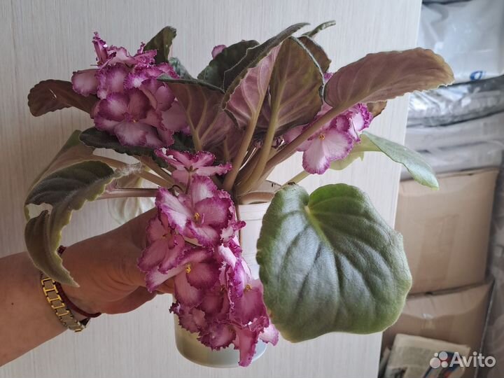 Сортовые фиалки