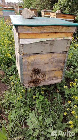 Пчелы с ульями