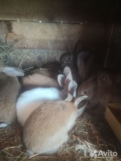 Продам кроликов